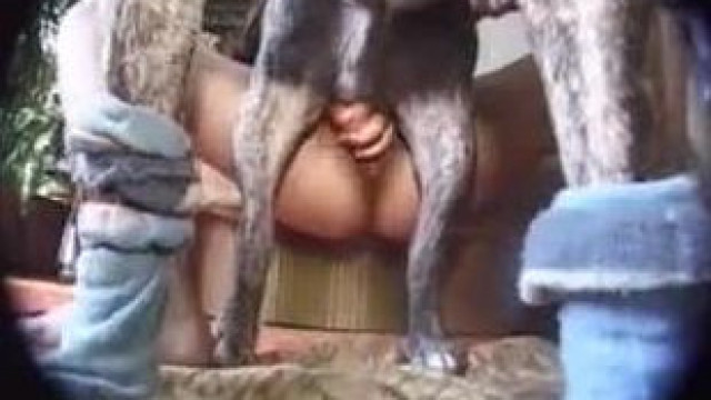 Скачать Порно Видео Беременных С Собаками