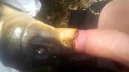 Видео Секс С Рыбой